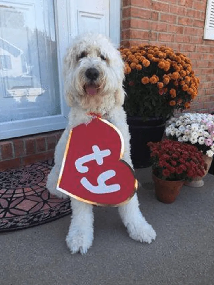 White doodle dressed as a Beanie Baby with a red Ty heart tag, sitting on a front porch