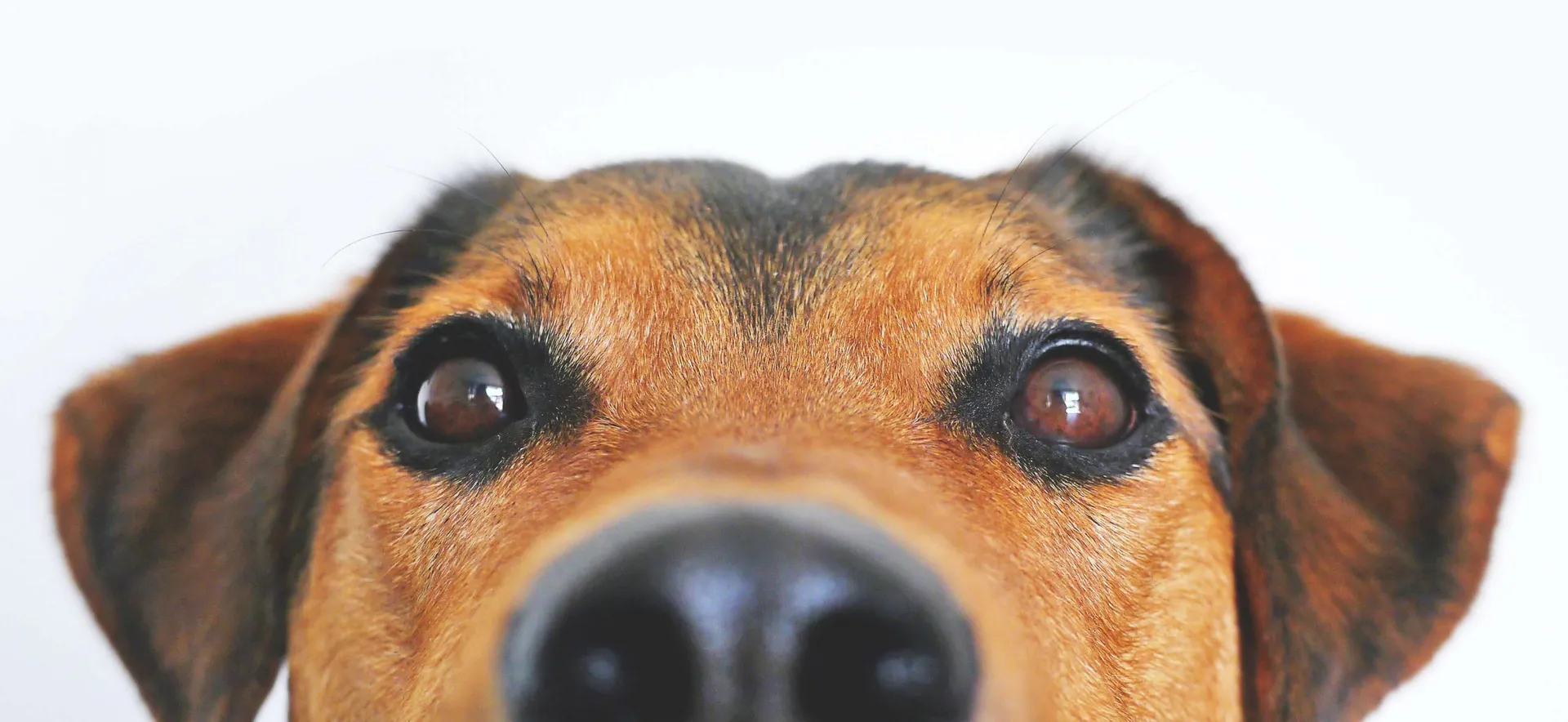 A dog looking at the camera