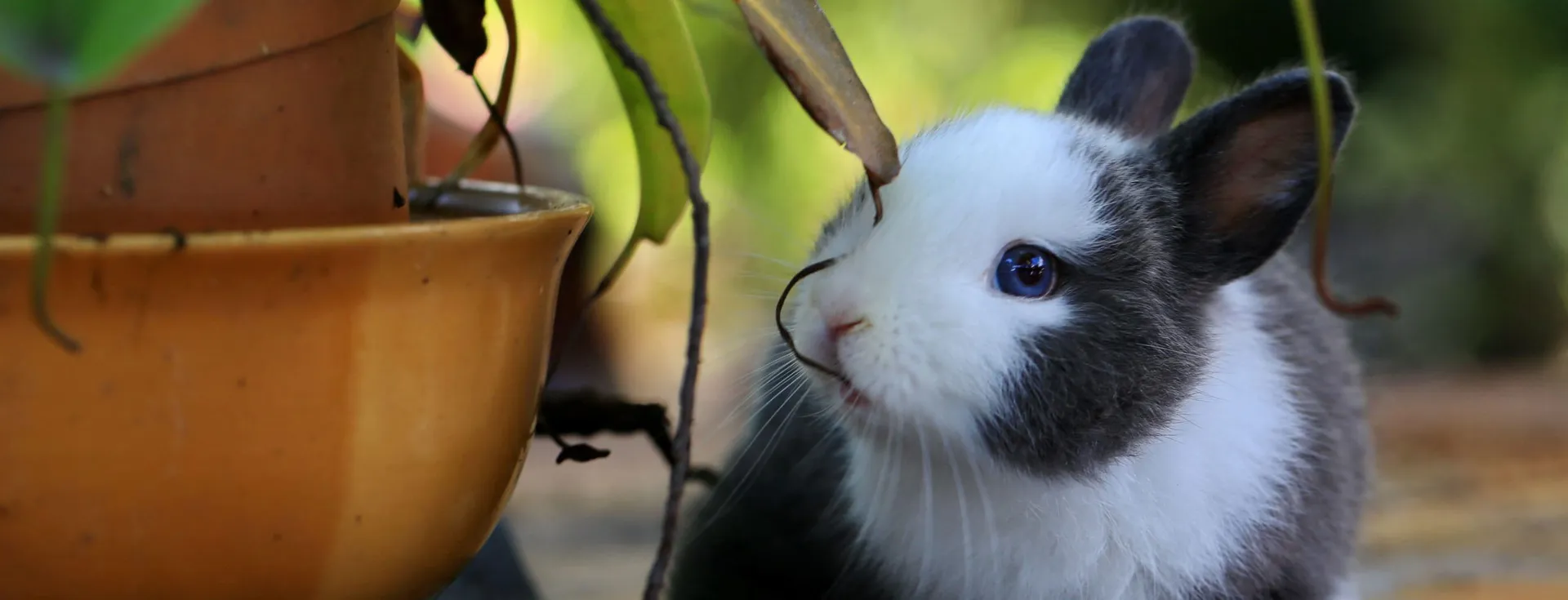 Black and white rabbit next to a potted plant