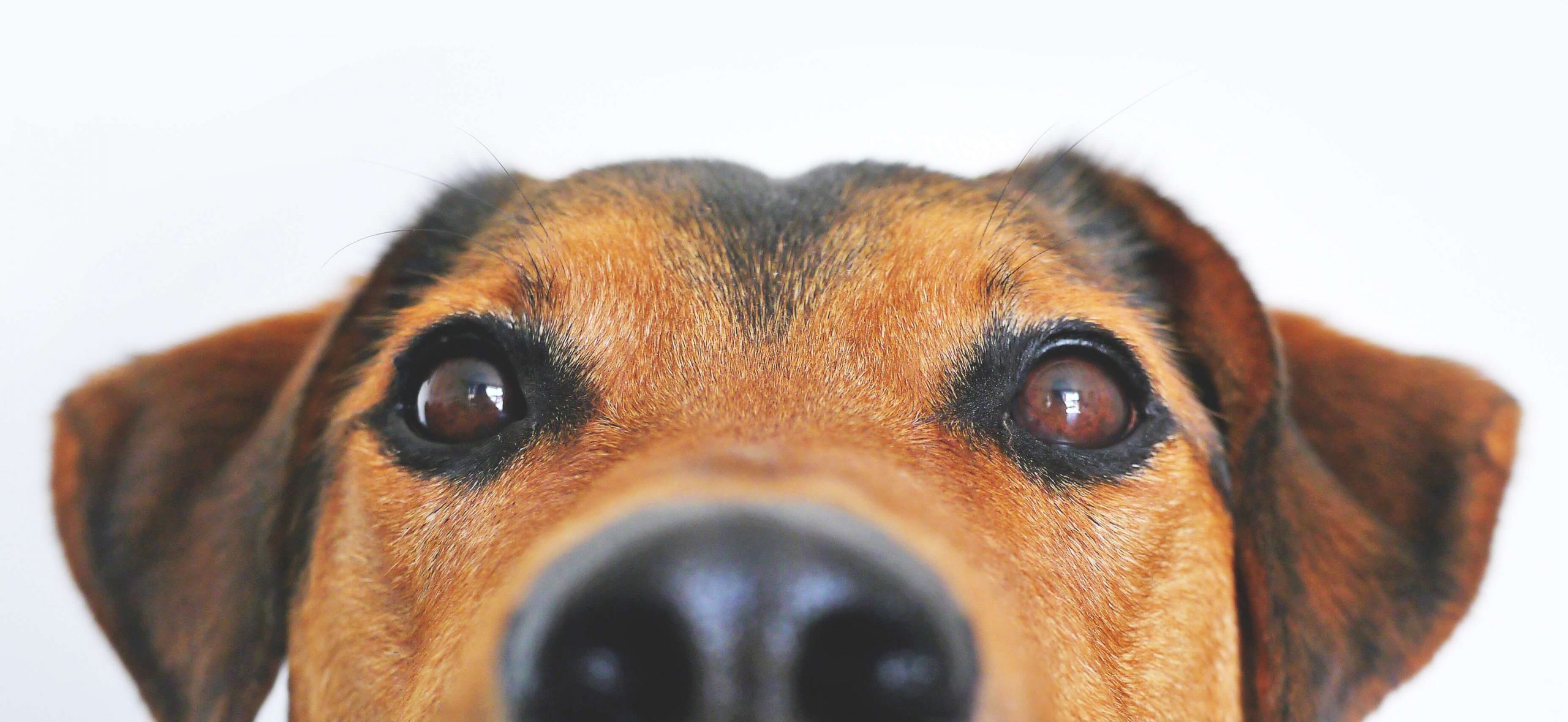 A dog looking at the camera